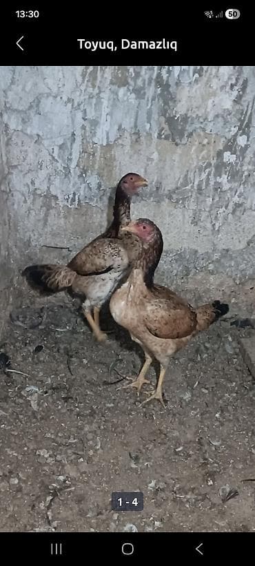 pitbull iti satilir: Toyuq, Damazlıq, Ünvandan götürmə — 2