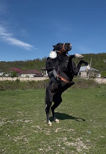 doberman balasi satilir: 9 yasi var, caparaqdi, hecbir pis xasiyyeti yoxdur, saglam atdir — 1