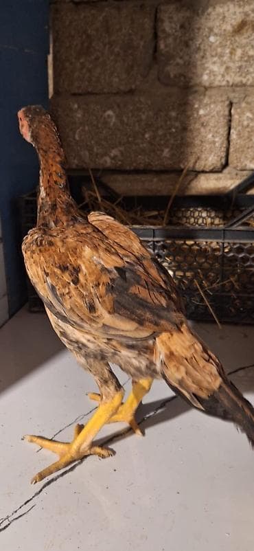 etlik: Cüt satılır.80azn.0552740964vp — 2