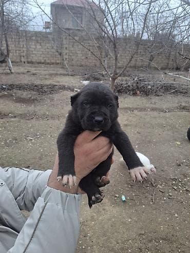 Gəmiricilər: Kane-Korso, 1 ay, Peyvəndli, Ödənişli çatdırılma — 1