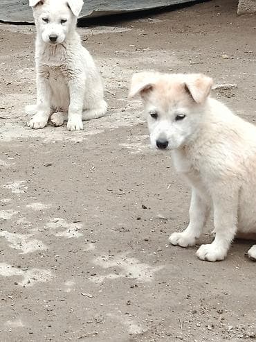 Salam Xaski balalari satılır erkeydə var disidə əlavə məlumat üçün