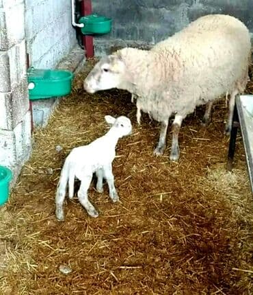Yem qabı, Su üçün, Heyvanlar üçün, Ünvandan götürmə, Pulsuz çatdırılma, Ödənişli çatdırılma
