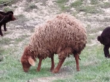 Quşlar: Qoyun – yerli cins, qəhvəyi rəngdə, uzun və sıx yunlu. Xüsusiyyətlər — 2