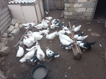 cins ineklerin qiymeti: Самец, | Lal ordek, Для мяса, Самовывоз — 4