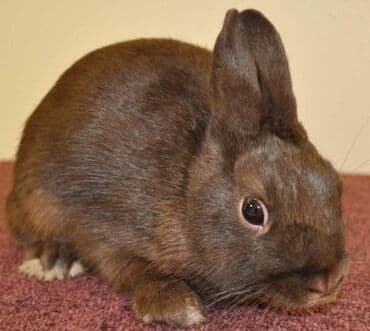 ereb dovşanı: Ev dovşanı balaları satılır. Karlik(cırtdan) cinsi. Sağlam və — 10