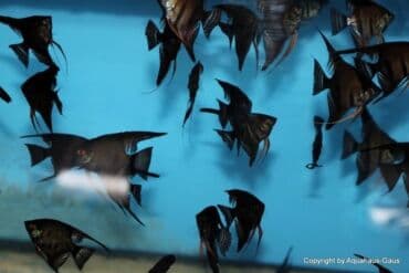 oskar balığı: Anibias Barteri Qiqant nadir növlərdən di yerli artım Y.Yasamal. 5 — 10