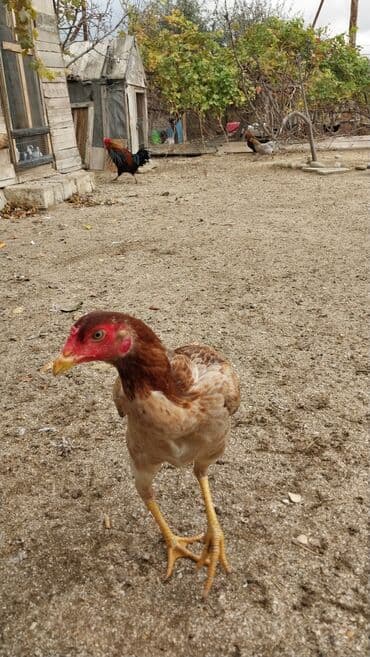 попугай жако купить в баку: 7 aylıq fərədi — 3