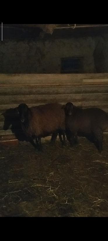 berde mal bazari 2020: Qoyun və quzular yerli qoyunlar 3 ana qoyun və 3 quzu quzularin ikisi — 2