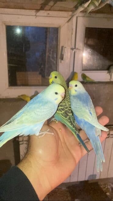 Rainboş balalar erkeydilər dişilərdə var biri 30 azn ünvan Fatmayı