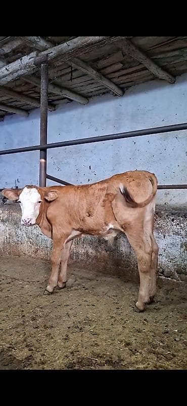 Mal-qara: Simmental cinsinə yaxın, açıq qəhvəyi rəngli, ağ üzlü dana. - — 4