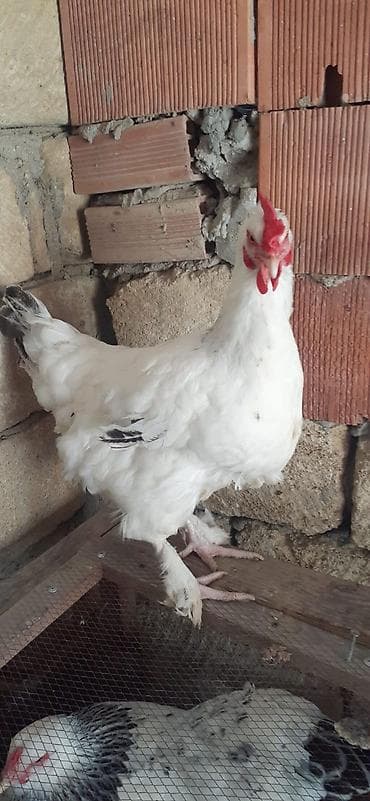 alman qurdu it: Toyuq, Brama, Damazlıq — 4