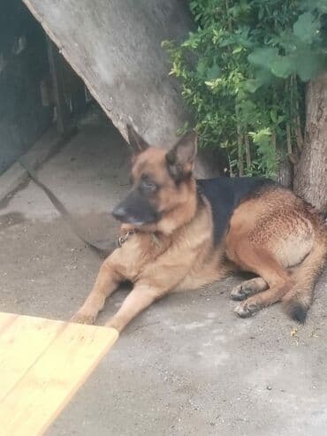 отдам собаку в хорошие руки: Немецкая овчарка, Самка, С прививками — 3