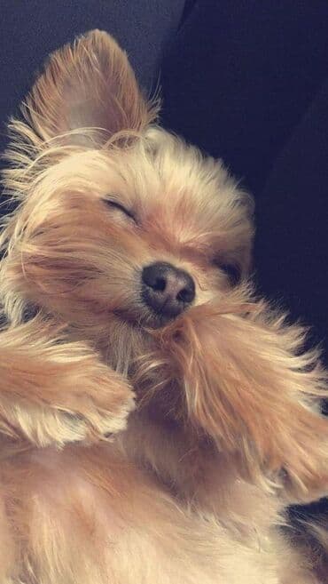 Heyvanlar üçün mallar: Yorkşir teryer, 10 ay, Erkek, Peyvəndli, Ödənişli çatdırılma — 2