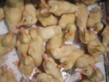 Daewoo: Satışda: ördək balaları - Növ: sarı tüklü, sürətlə böyüyən — 1