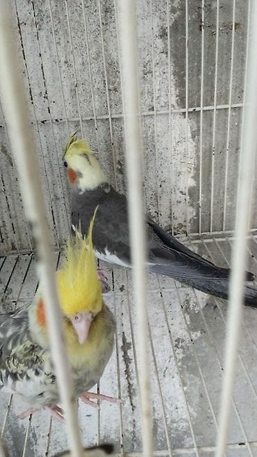 tutuquşlar: Watsap elaqe saxlayin Nimfa (Cockatiel) tutuquşuları – müxtəlif — 2
