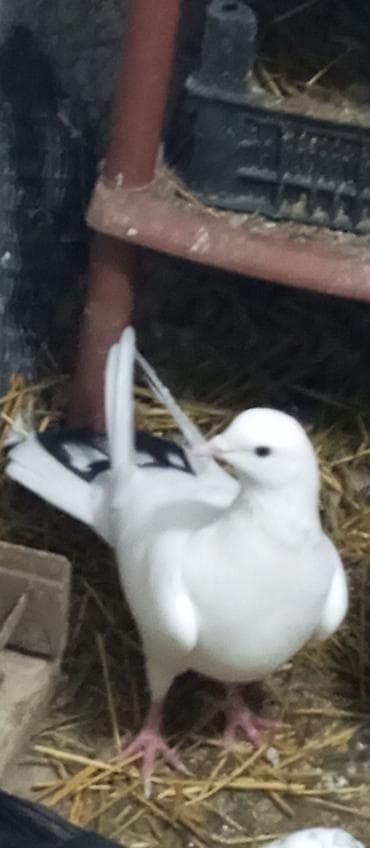 qirmizi bas goyercin: Bu quş Maştağada İtb Balası var tapana Pul veriləcəy İsdəse Əud — 1