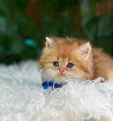 dana heyvan: Шотландская — 4