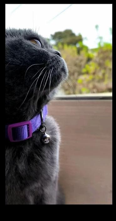 аниматоры баку: Sohotlandı Dişidir — 2