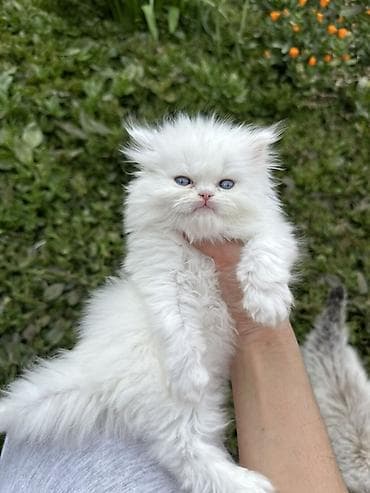 pışık: Şinşilla — 9