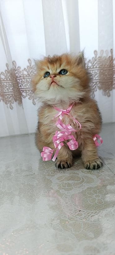 шотландская серебристая шиншилла купить: Британская — 3