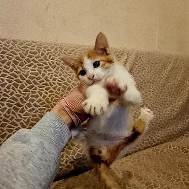 bala pişik adları: Yaxşı əllərə — 1