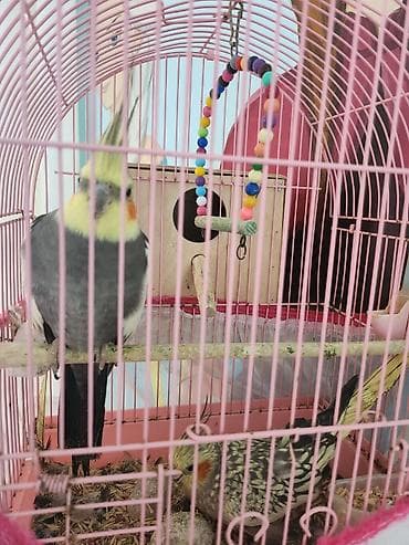 qefes: Nimfa (cockatiel) cütü və qəfəs dəsti - Növ: Nimfa (Nymphicus — 1