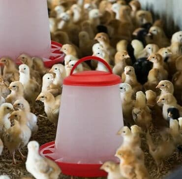 cucə yem qabı: Yem qabı, Yem üçün, Quşlar üçün, Rayonlara çatdırılma, Ünvandan götürmə — 1