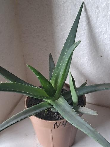 lövhə yazı: Aloe vera (sukkulent) – dekorativ və faydalı otaq bitkisi - Növ: Aloe — 2