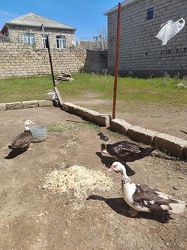 cuca: Erkək, | Lal ördək, Ətlik — 1