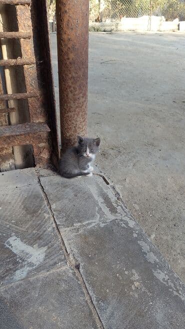 где можно купить котенка: Yaxşı əllərə — 1