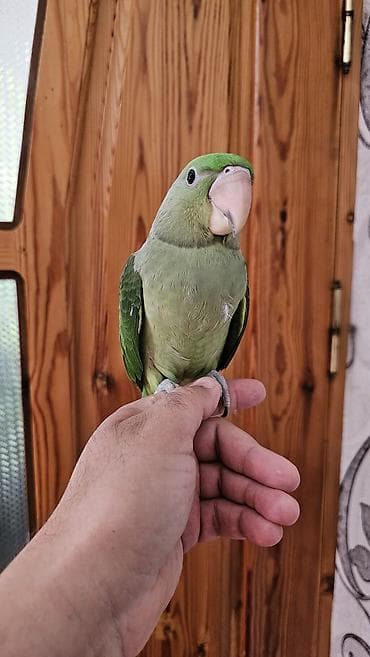 ev goyərcinləri: Aleksandr (parrot) cinsiyyəti dişidir əl quşudur– yaşıl tonlarda, uzun — 4