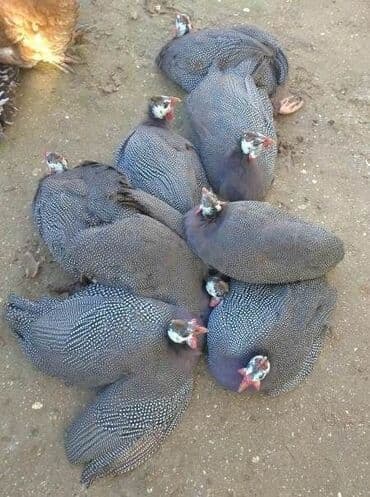 sumqayit liqorin: Курица, Для разведения — 1