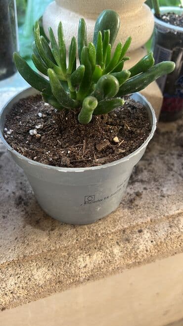 yumru xalça: Xalça — 5