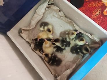 austrolop cücəsi: Qaz cücələri, Damazlıq — 1