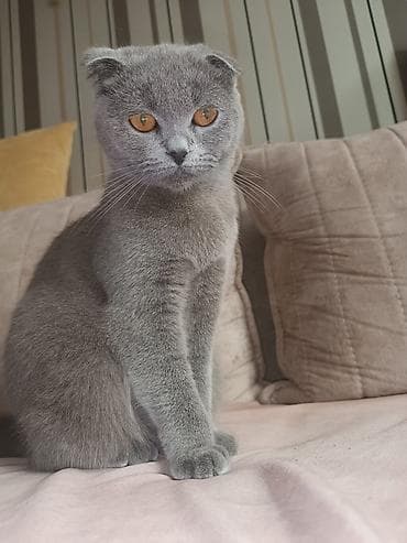 pişik qiymətləri: Şotland yastı qulaq, Dişi, Yaxşı əllərə, Ödənişli çatdırılma — 2