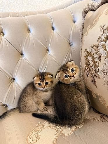 pisik şotlant: Şotland yastı qulaq — 2