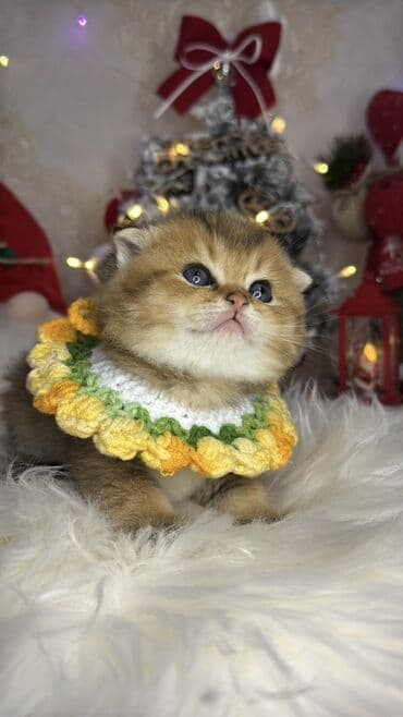 it cinsleri adları: Gold shinshilla skodish balalar — 9