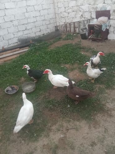 Keçi, çəpiş: Erkək, | Lal ördək, Ətlik — 1