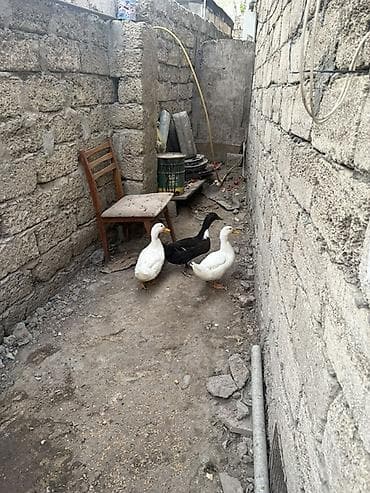 Salam. Ördəylər satılır artığ sual verməyin bazardan ucuz qoymuşam — 1