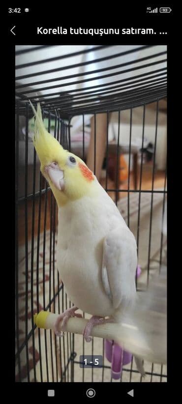 qurdbasar balaları: Təzə yemə düşən balalar və hazir cütlər var.Balalara söz öyrətmək ələ — 2