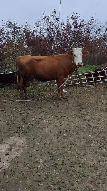 ağdam xoruzu gence: Dişi, il: 6, Damazlıq, Ünvandan götürmə — 3