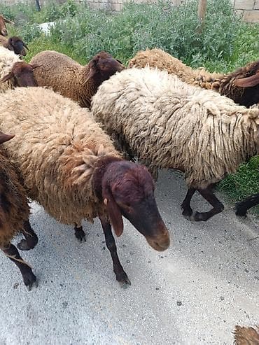 boğaz qoyun: Sehdir bogazdi — 3