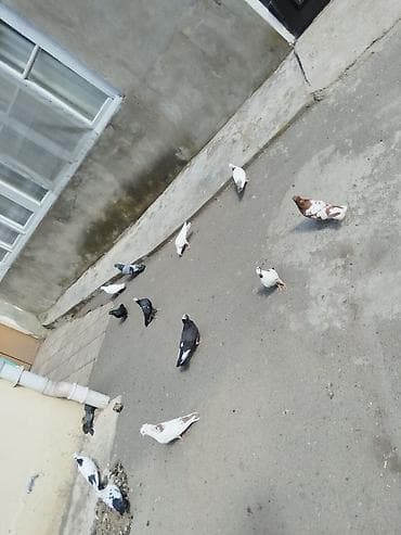 aksolotl satışı: Satılır tərcitmə quşlar 30 quş gəncə 150 manat — 8