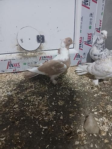 Sarı enli quyruq kekilli