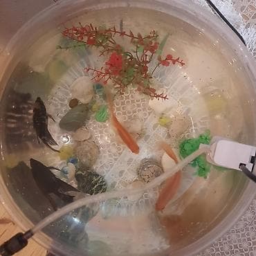 diskus baliqlari: Yumru akvarium, Balıqlarla birlikdə, 15 l — 2