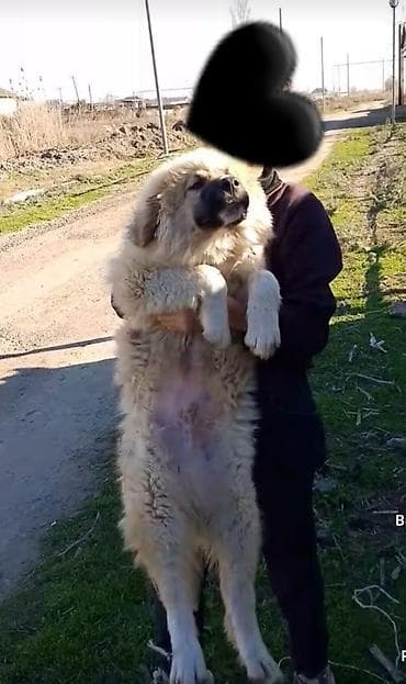 broyler yemi: 3 ay, Erkek — 4