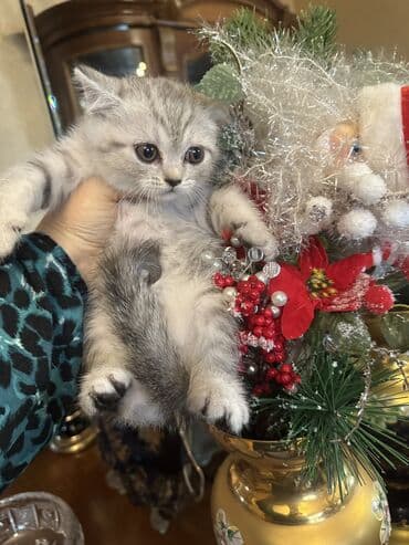 pişik ucuz: Şotland — 8