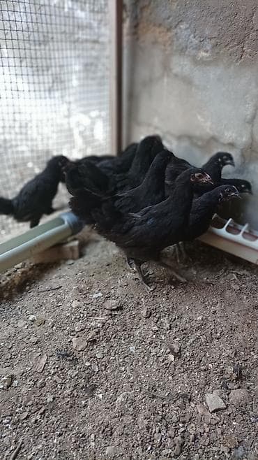 Salam.Temiz gan avstrolop cuceleri, toros xetti. iki ayliqdilar, Ata — 3
