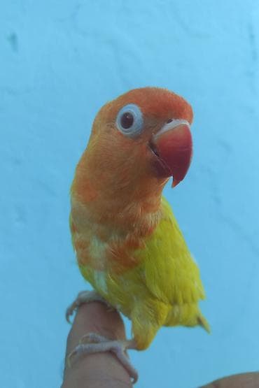 fiser papuqay: Sevimli tutuquşu – Lovebird (Agapornis) - Rəng: parlaq sarı bədən — 3