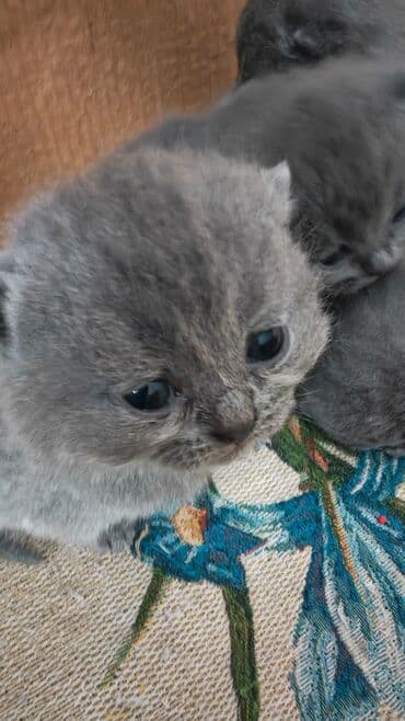 pişik ucun tualet: Şotland — 8